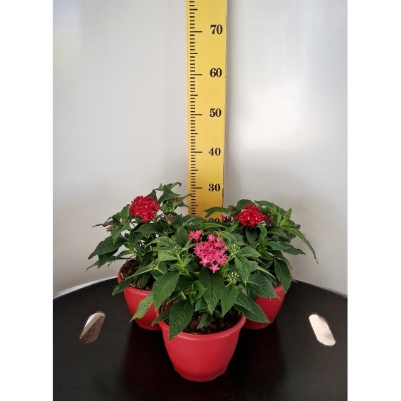 ΠΕΝΤΑΣ, 19cm