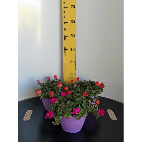 ΠΟΡΤΟΥΛΑΚΑ, 19cm