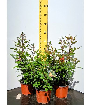 ΤΡΙΑΝΤΑΦΥΛΛΙΑ MINI, 19cm