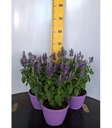 ΣΑΛΒΙΑ FARIN, 19cm