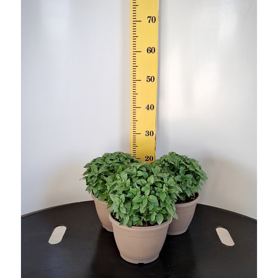 ΒΑΣΙΛΙΚΟΣ, 19cm