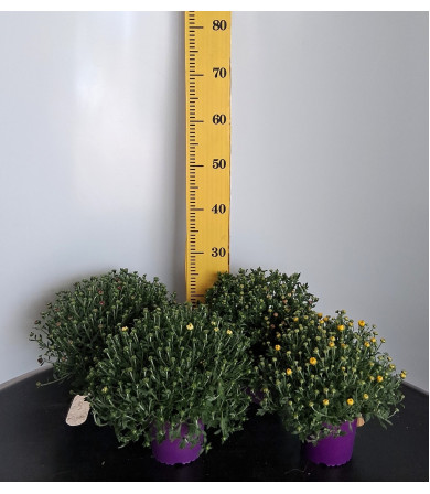 ΧΡΥΣΑΝΘΕΜΟ, 13cm