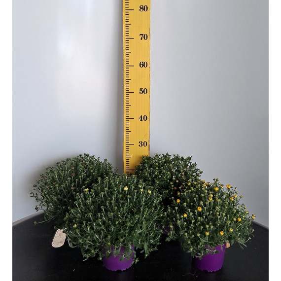 ΧΡΥΣΑΝΘΕΜΟ, 13cm