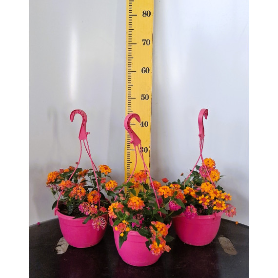 ΛΑΝΤΑΝΑ ΚΡΕΜΑΣΤΗ, 19cm