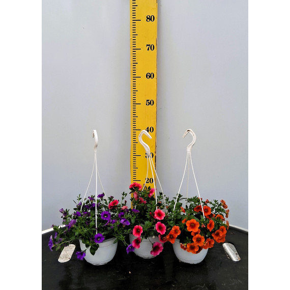ΜΙΛΛΙΟΝ ΜΠΕΛΣ, 15cm
