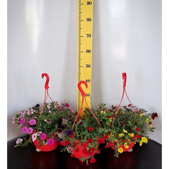 ΜΙΛΛΙΟΝ ΜΠΕΛΣ ΤΡΙΧΡΩΜΟ, 25cm