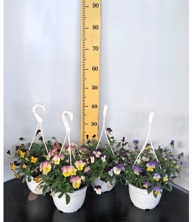 ΠΑΝΣΕΣ ΚΡΕΜΑΣΤΟΣ, 19cm